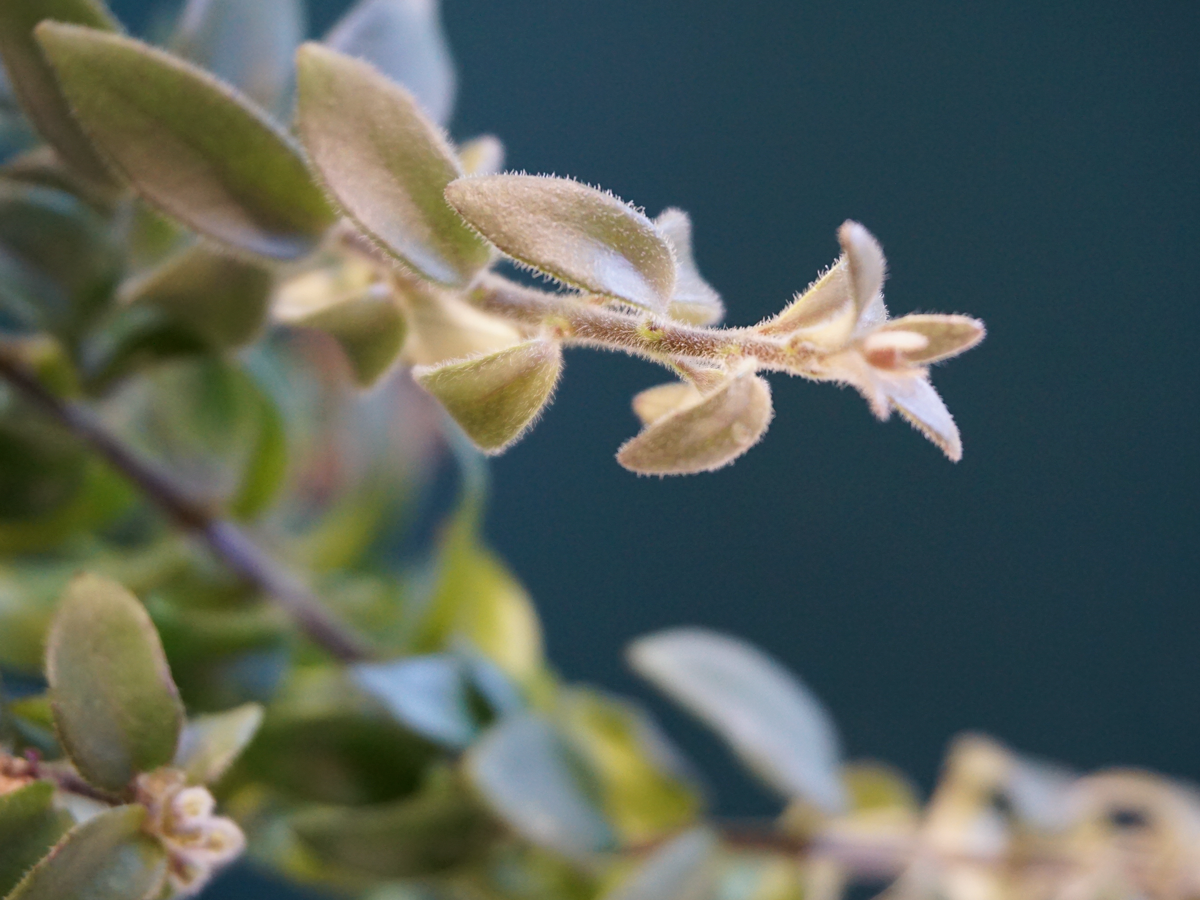 Ešinante Aeschynanthus Radicans