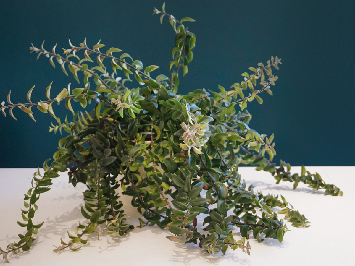 Ešinante Aeschynanthus Radicans
