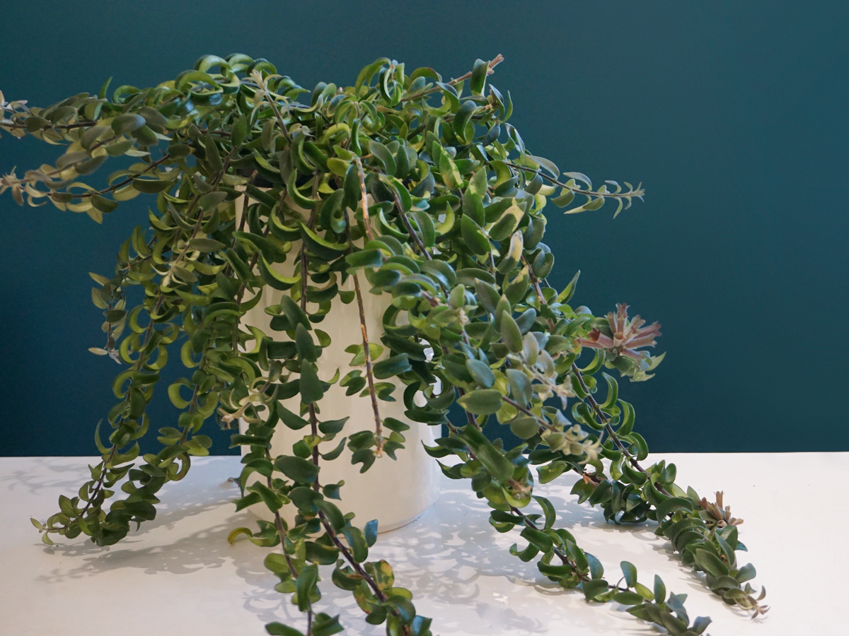 Ešinante Aeschynanthus Radicans