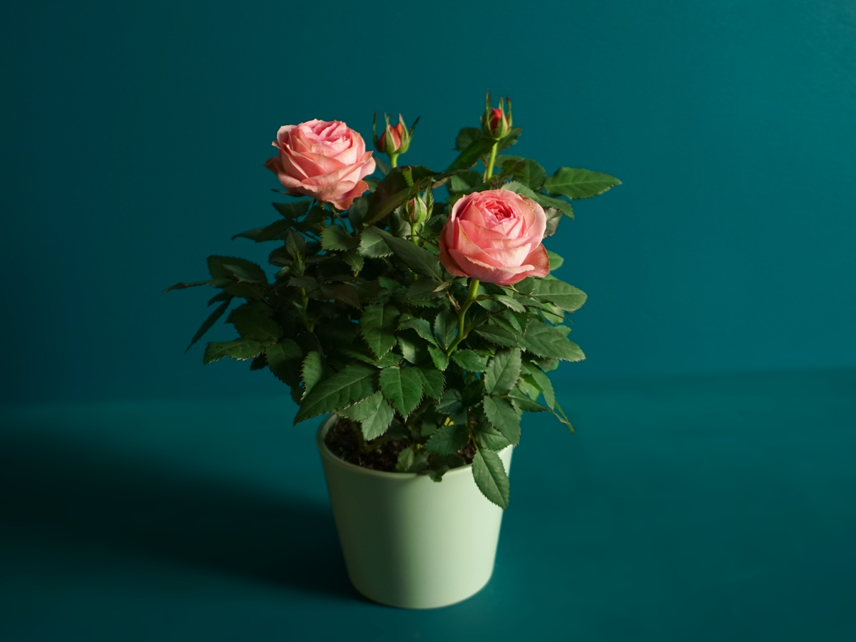 Roze | Rosa |