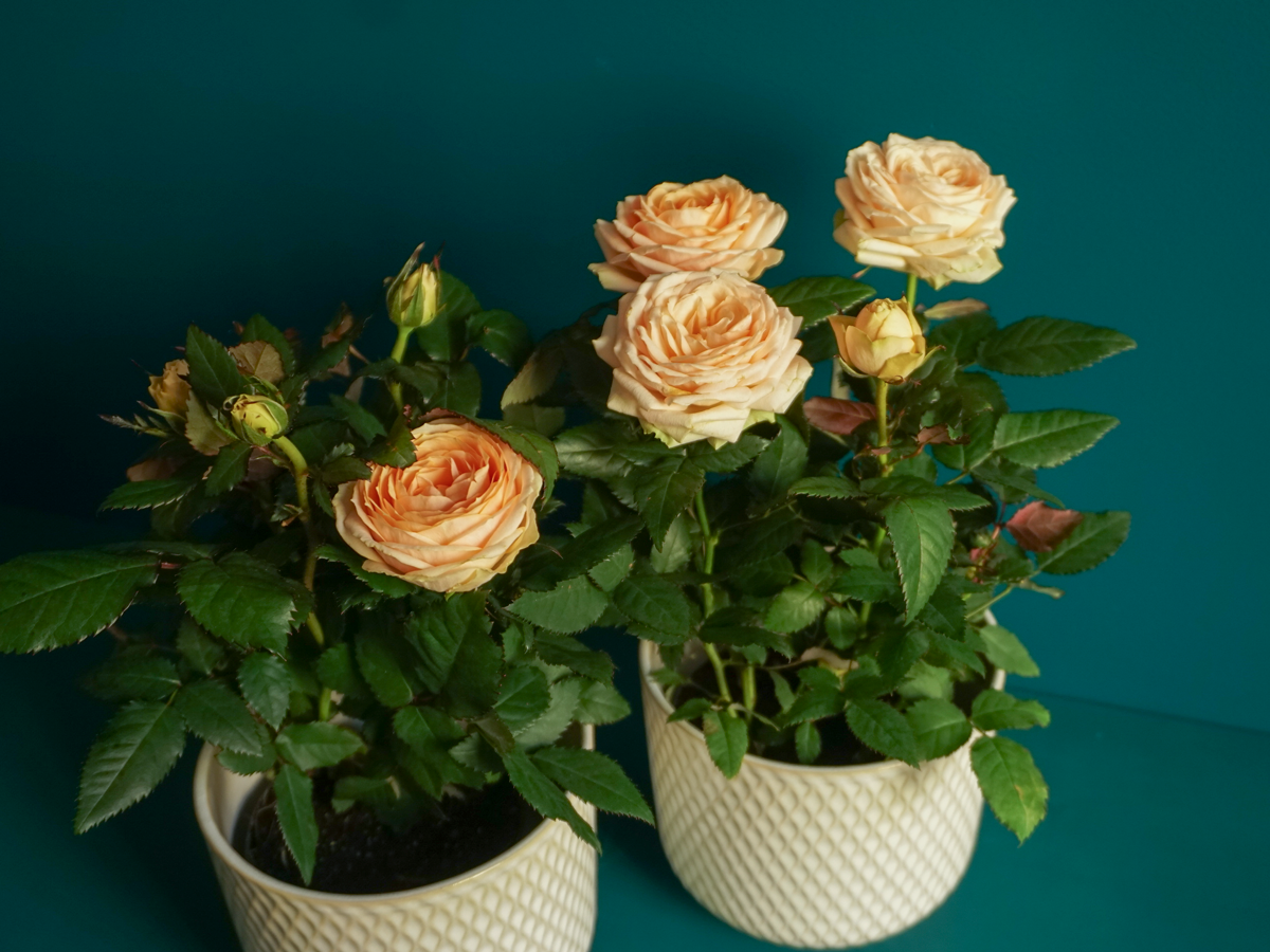 Roze | Rosa |