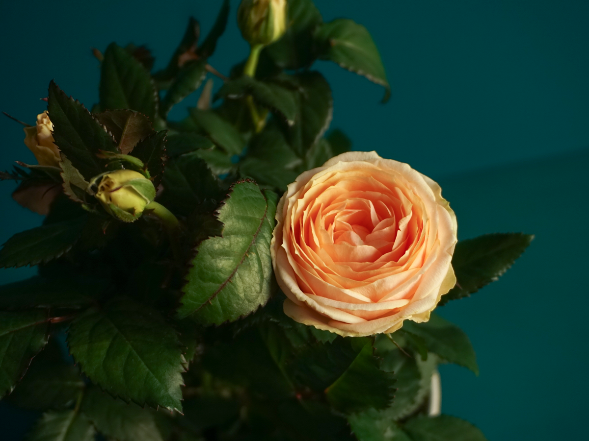 Roze | Rosa |
