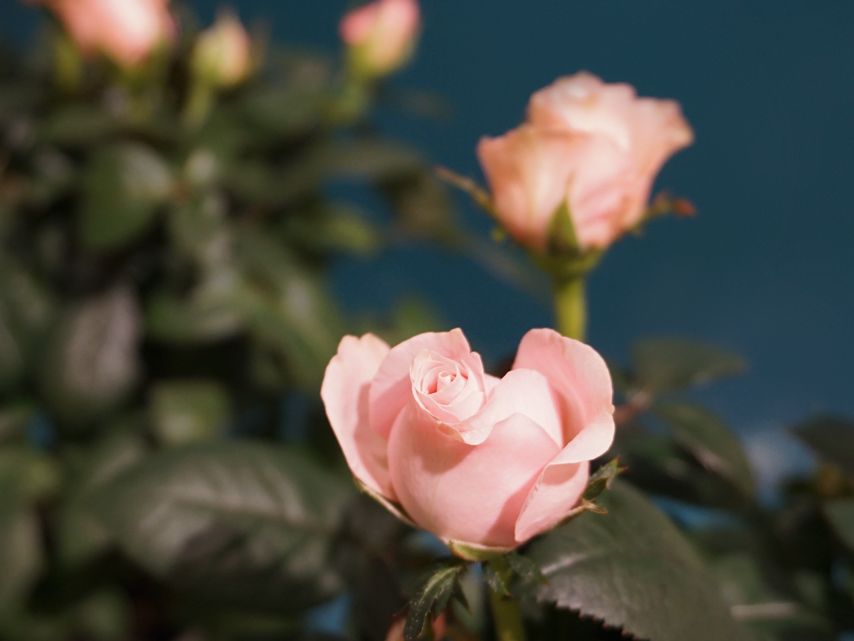 Roses Rosa |