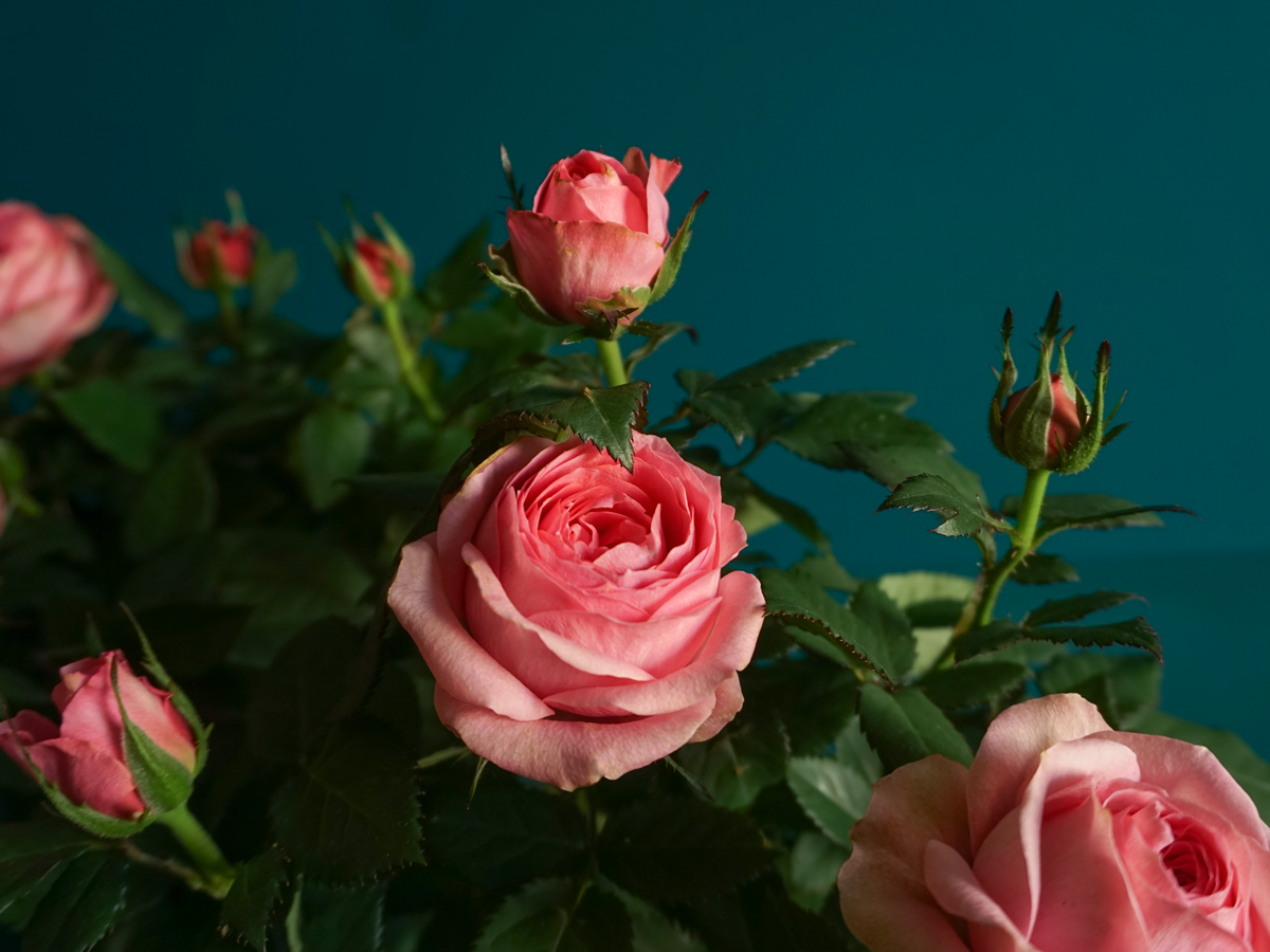 Roze | Rosa |