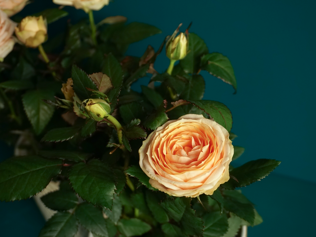 Roze | Rosa |