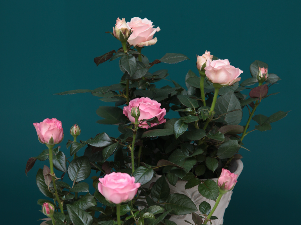 Roze | Rosa |