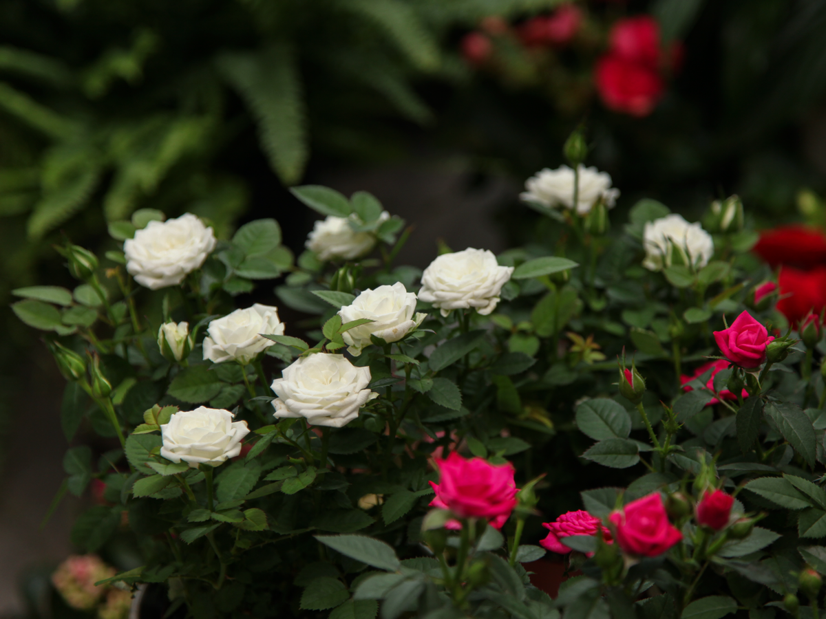 Roze | Rosa |