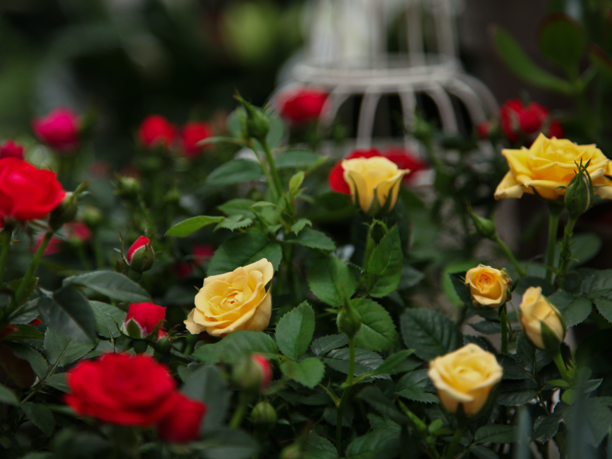 Roses Rosa |