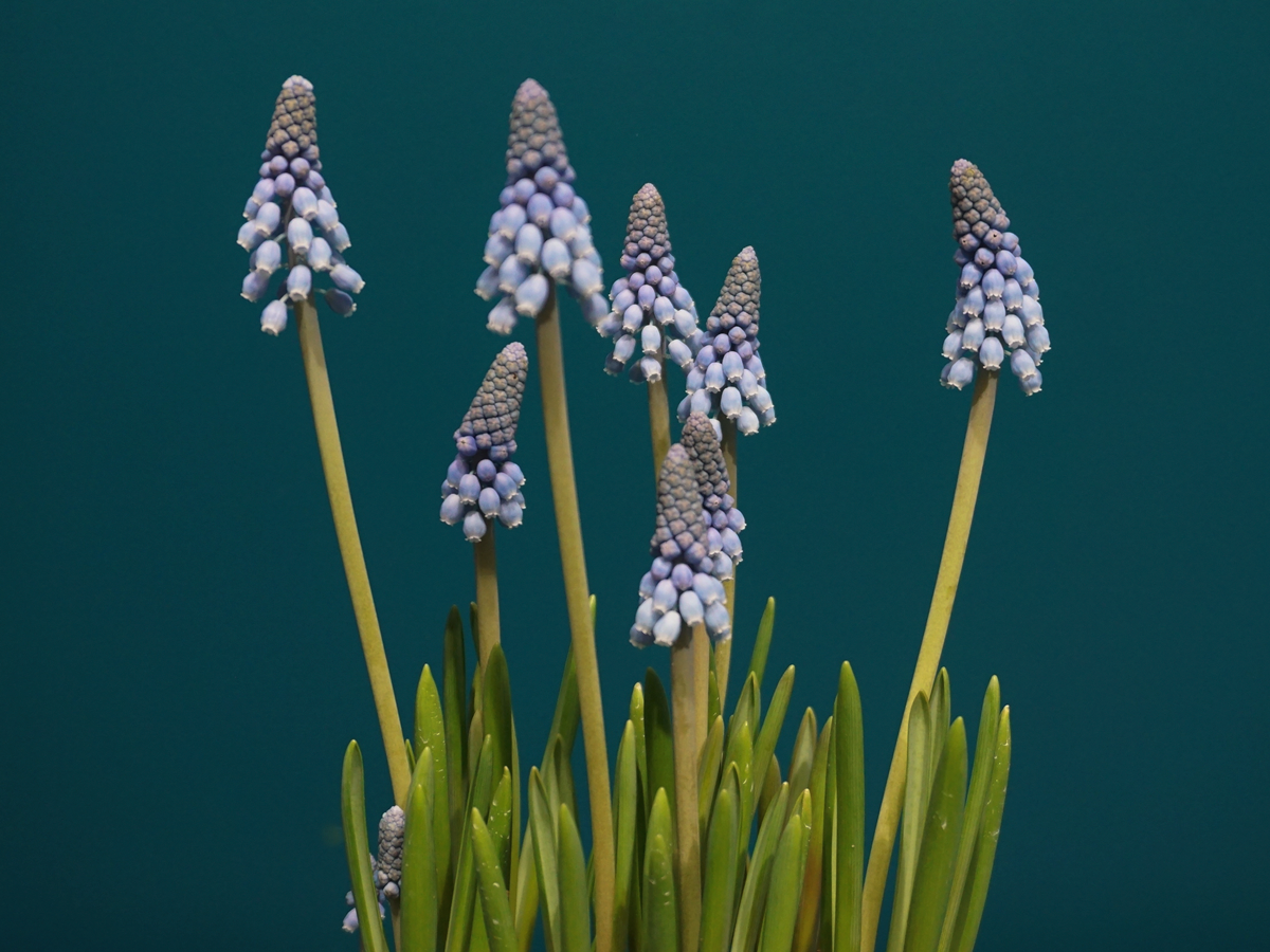 Muskares | Muscari |