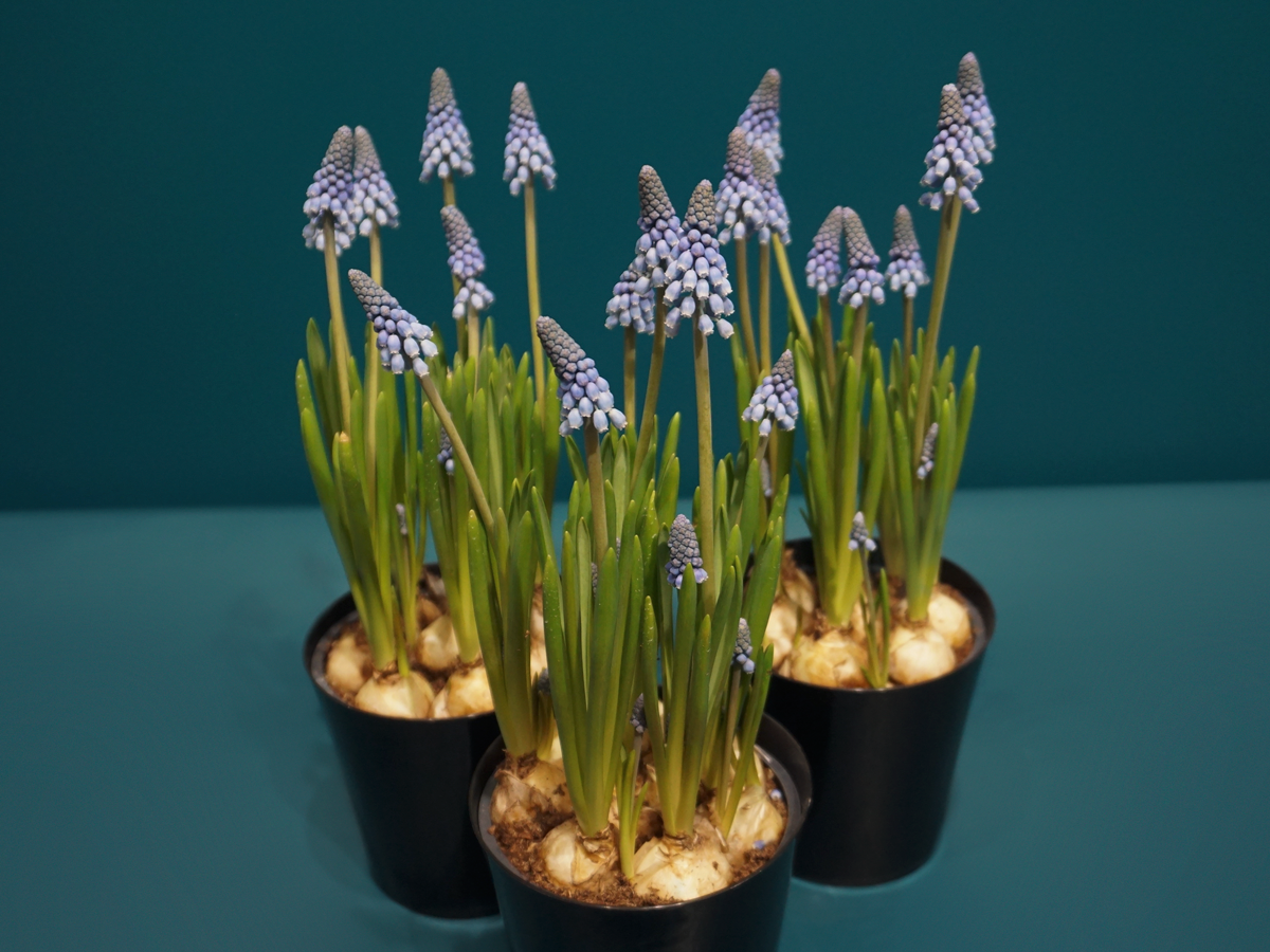 Muskares | Muscari |