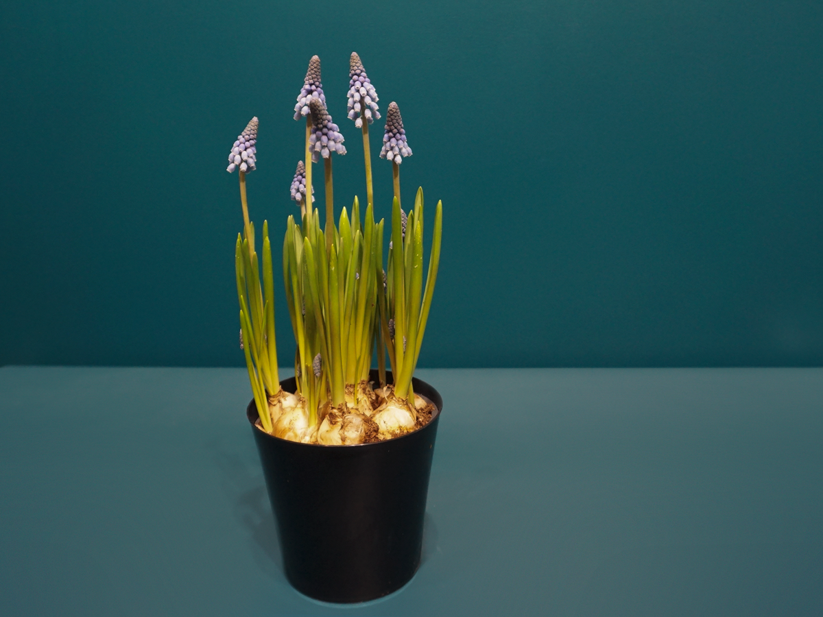 Muskares | Muscari |