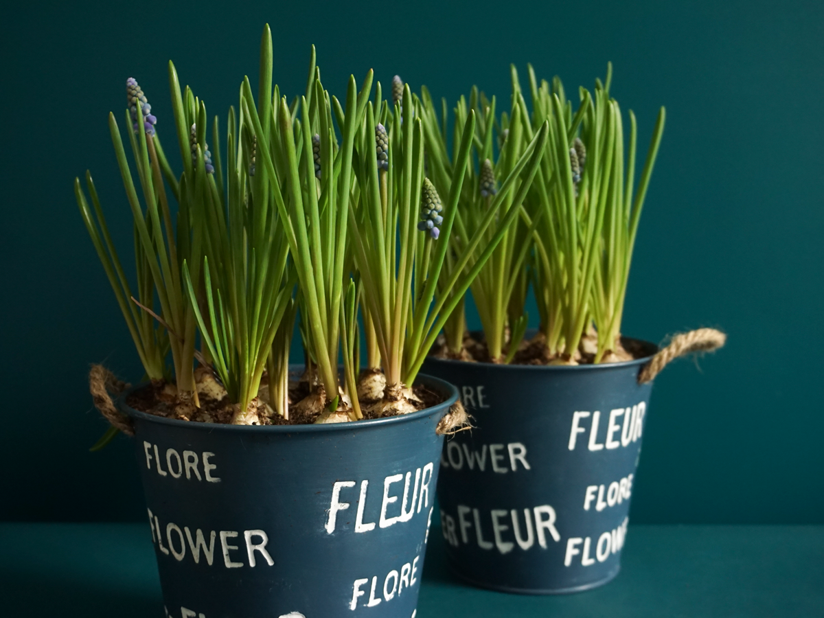 Muscat Muscari |