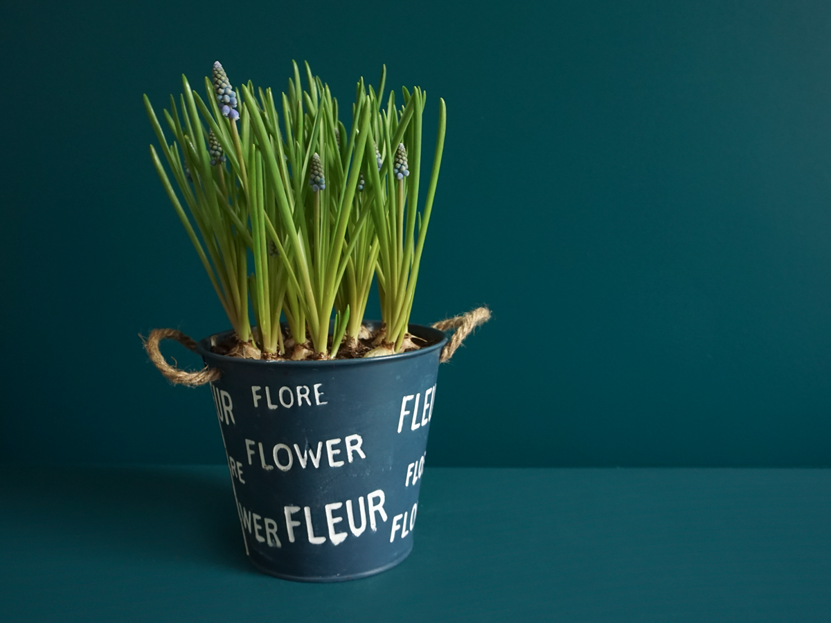Muscat Muscari |
