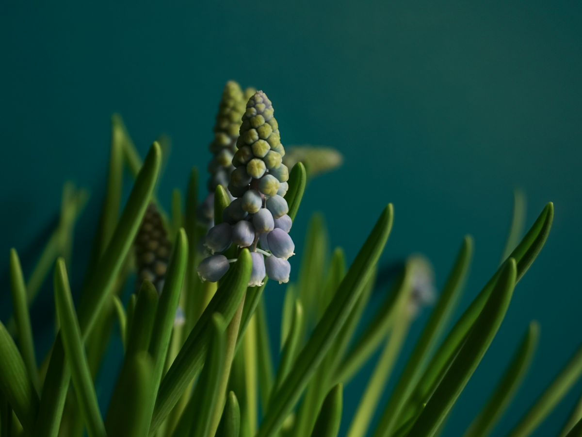 Muskares | Muscari |