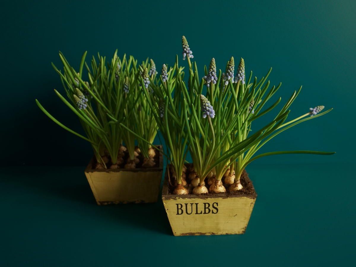 Muscat Muscari |