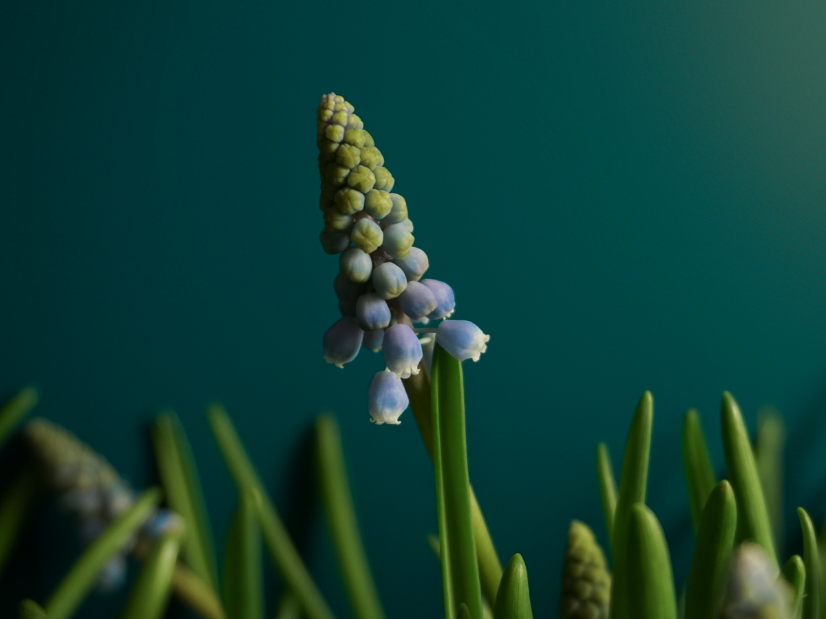 Muscat Muscari |