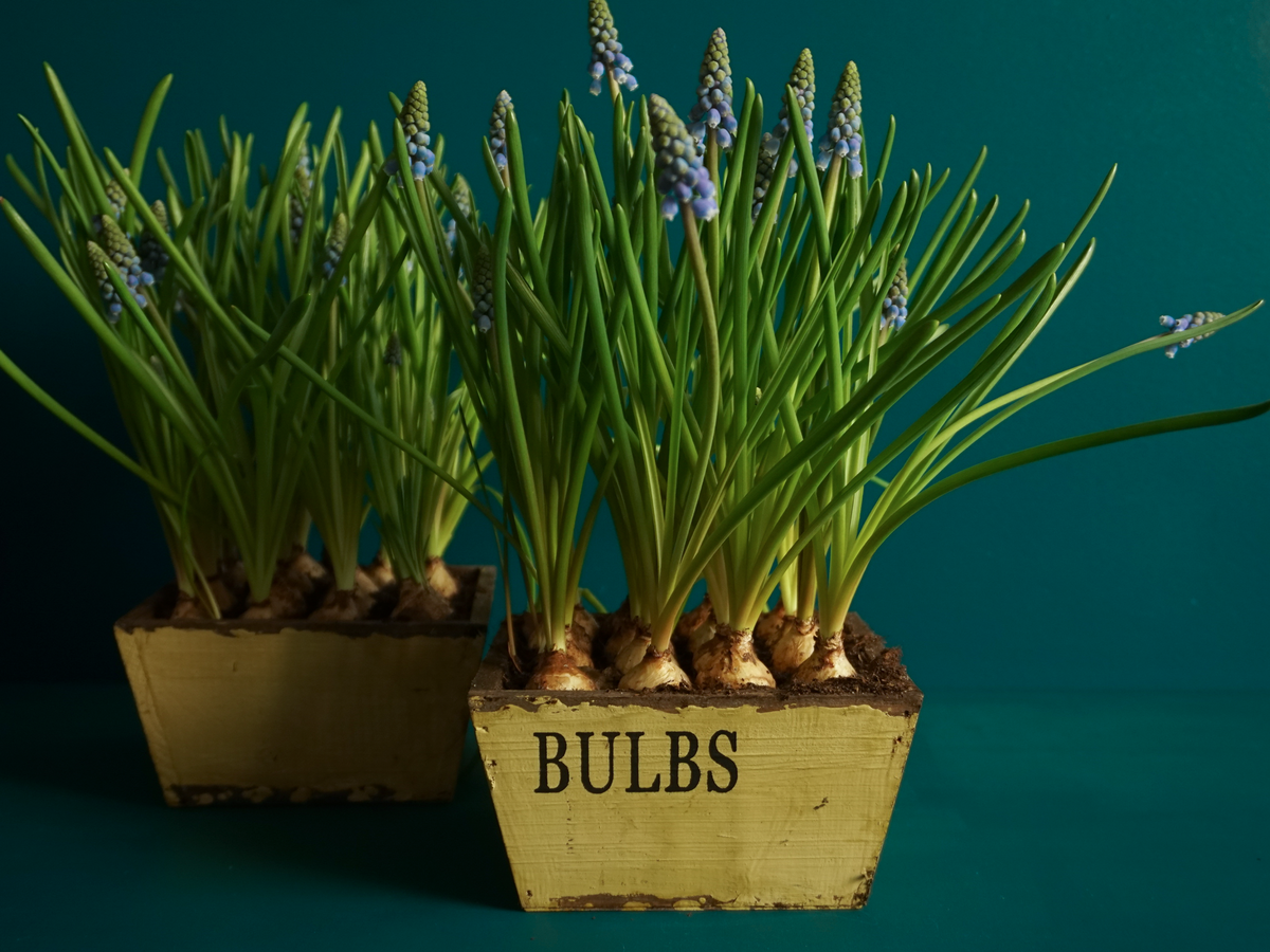 Muscat Muscari |