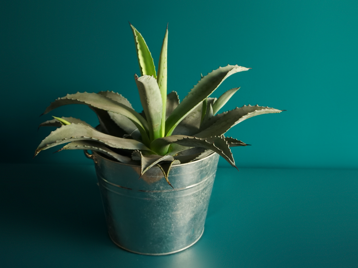Agave | Agave |