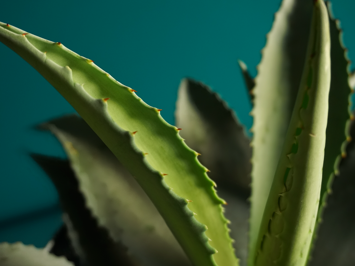Agave | Agave |