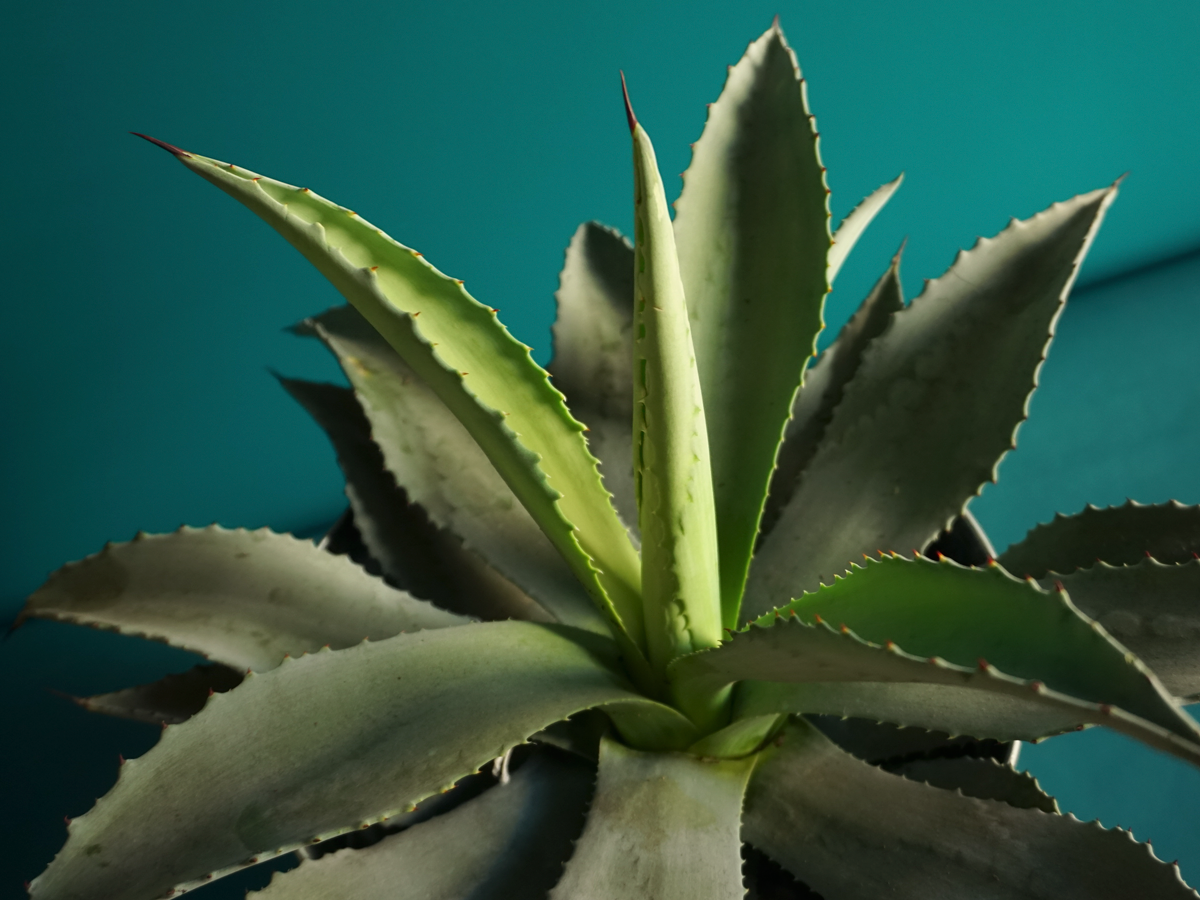 Agave | Agave |