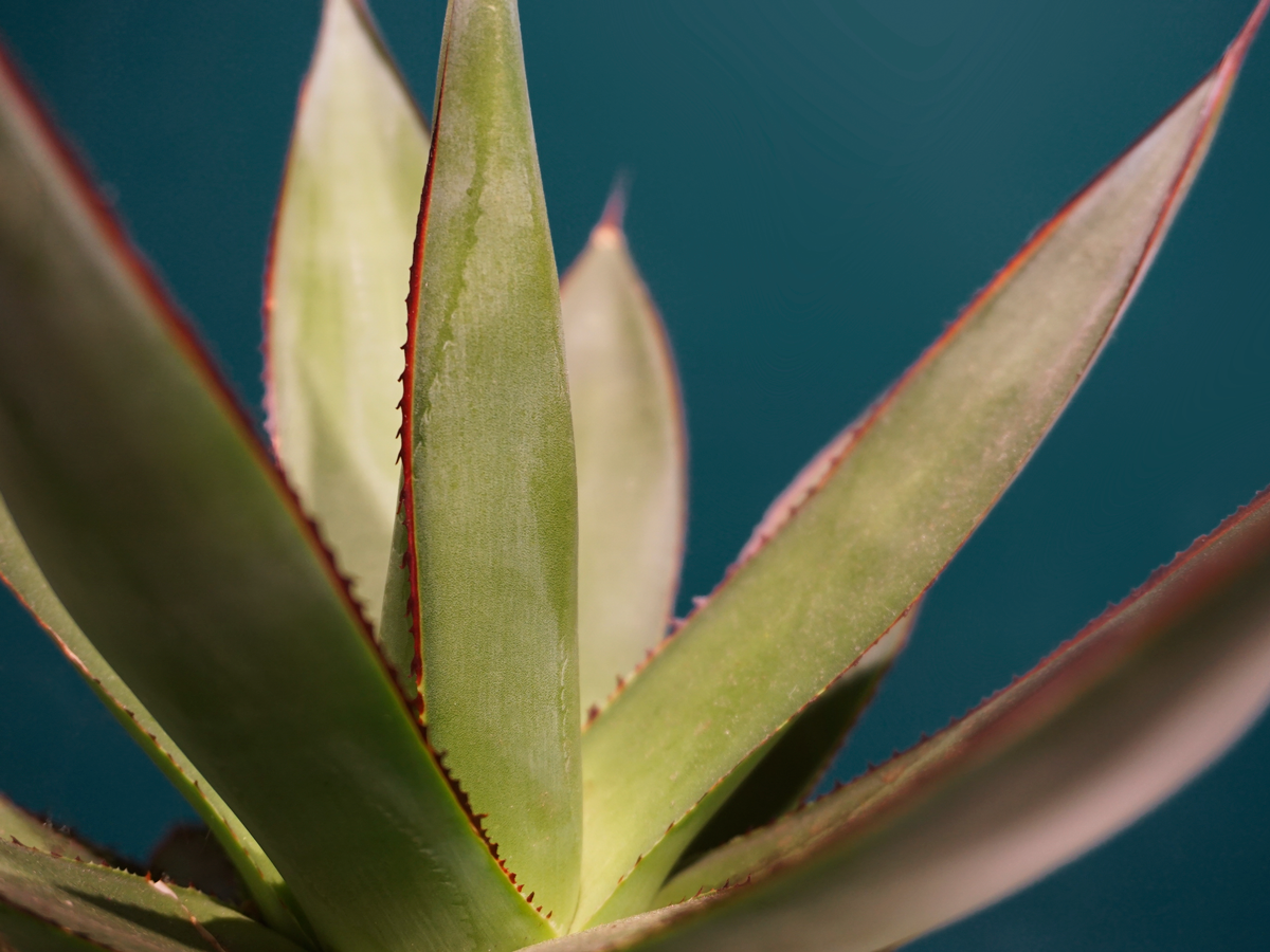 Agave | Agave |