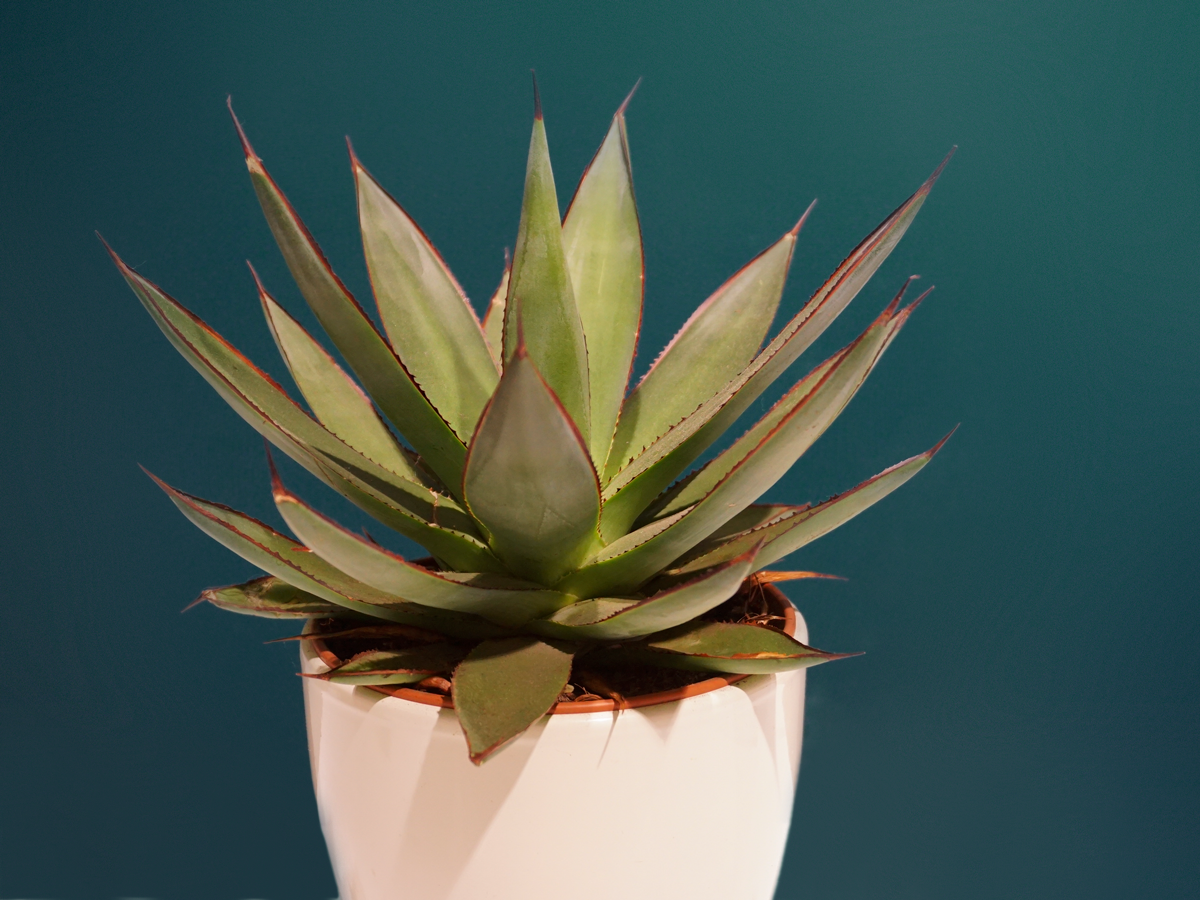 Agave | Agave |