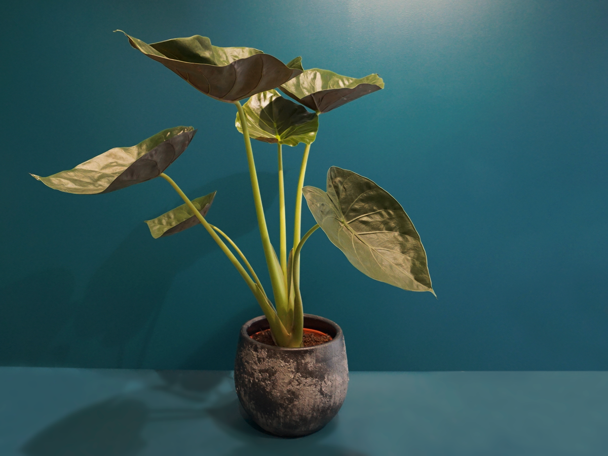 Allocasia Alocasia