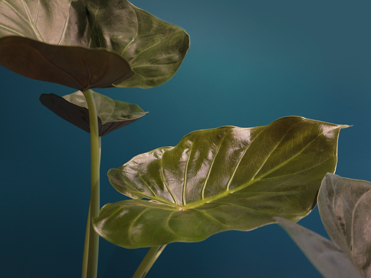 Allocasia Alocasia