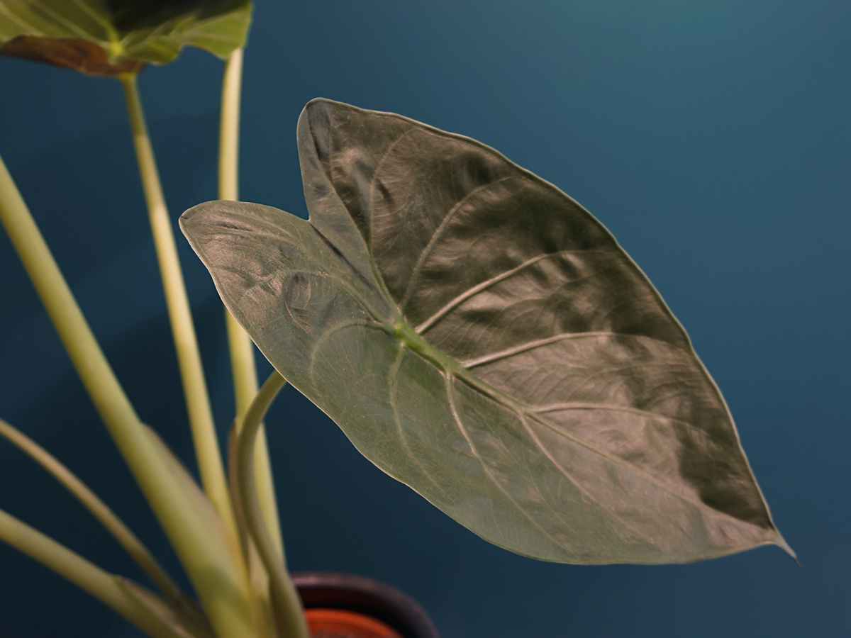 Alokāzija | Alocasia |