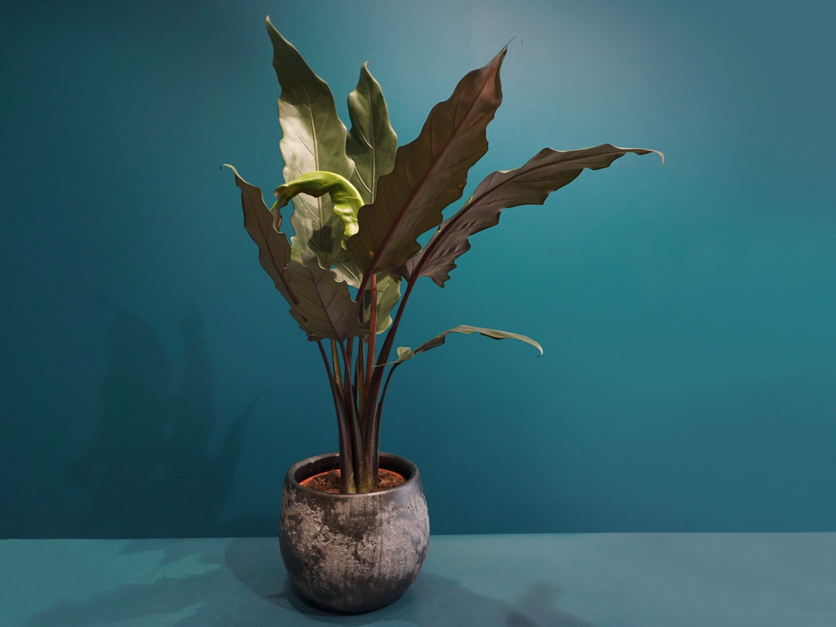 Alokāzija | Alocasia |