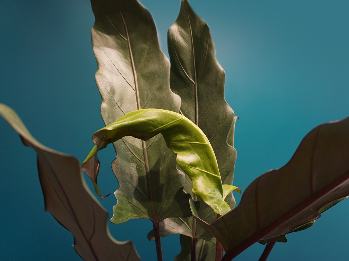 Allocasia Alocasia