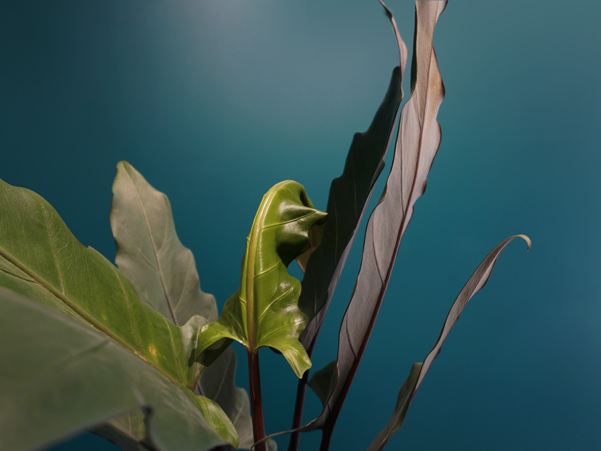 Allocasia Alocasia