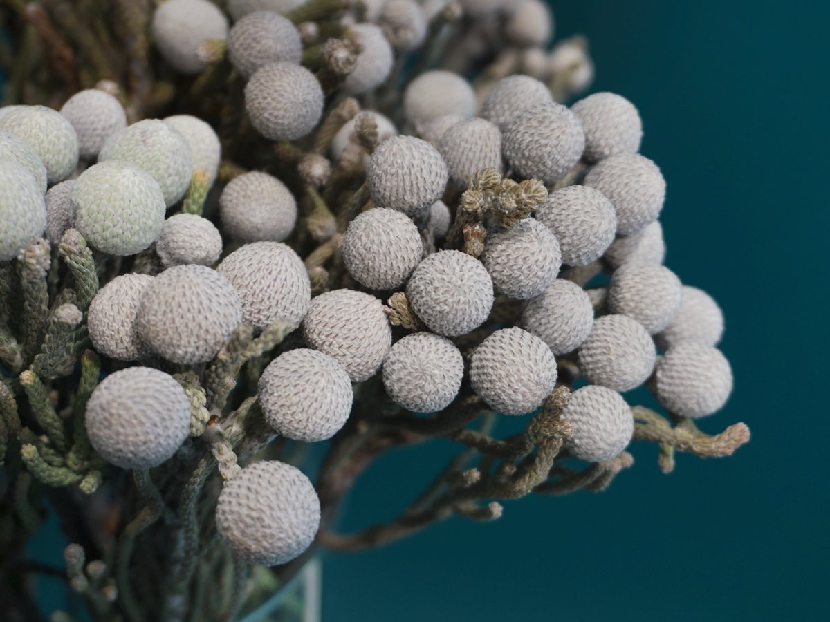 Brunia | Brunia laevis |