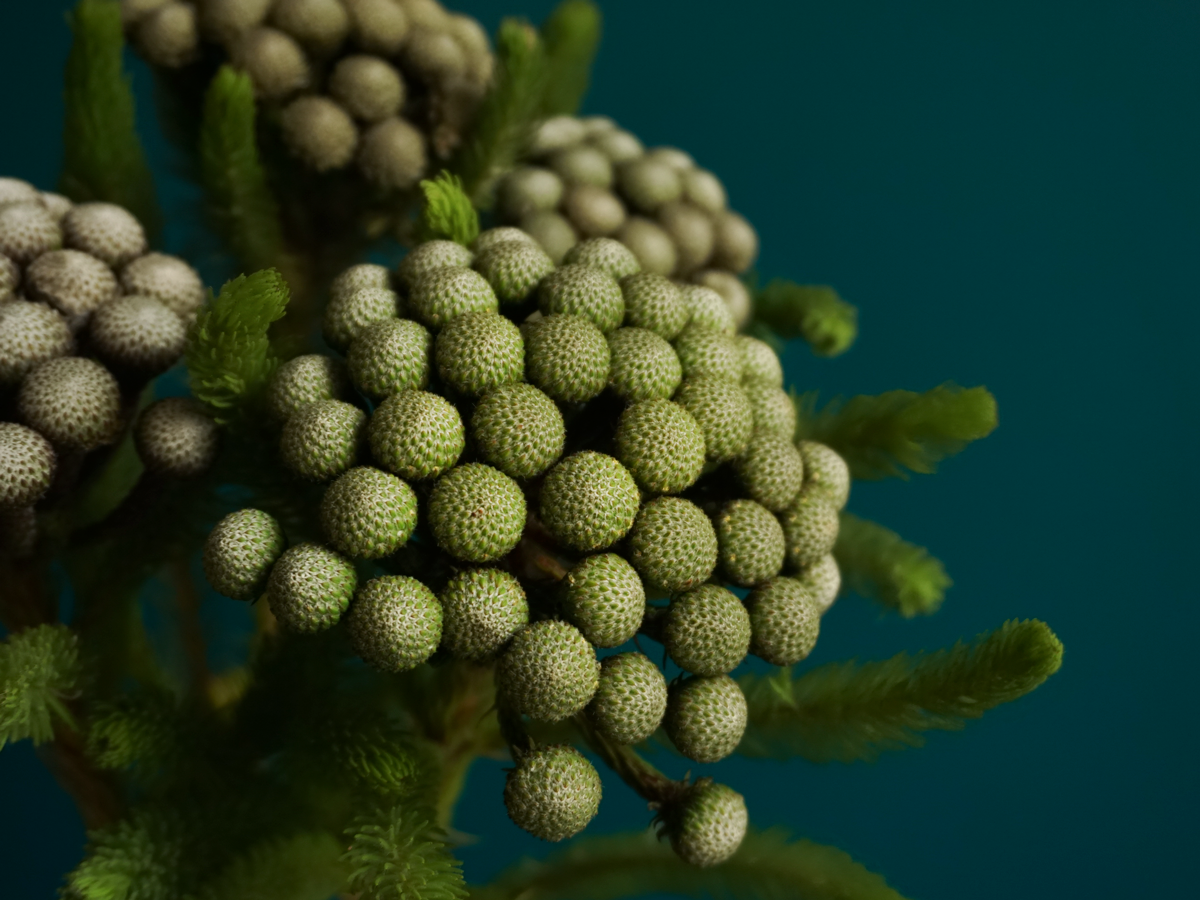 Brunia | Brunia laevis |