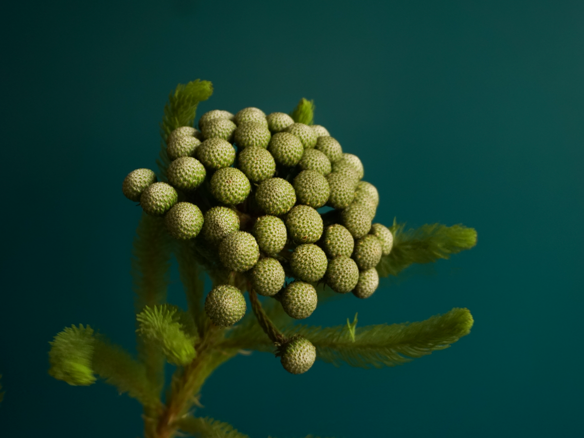 Brunia / Albiflora green /