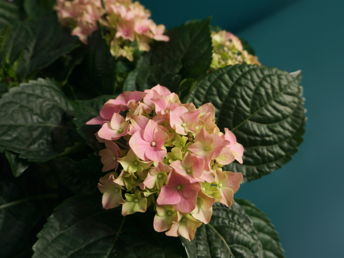 Hortenzija | Hydrangea |