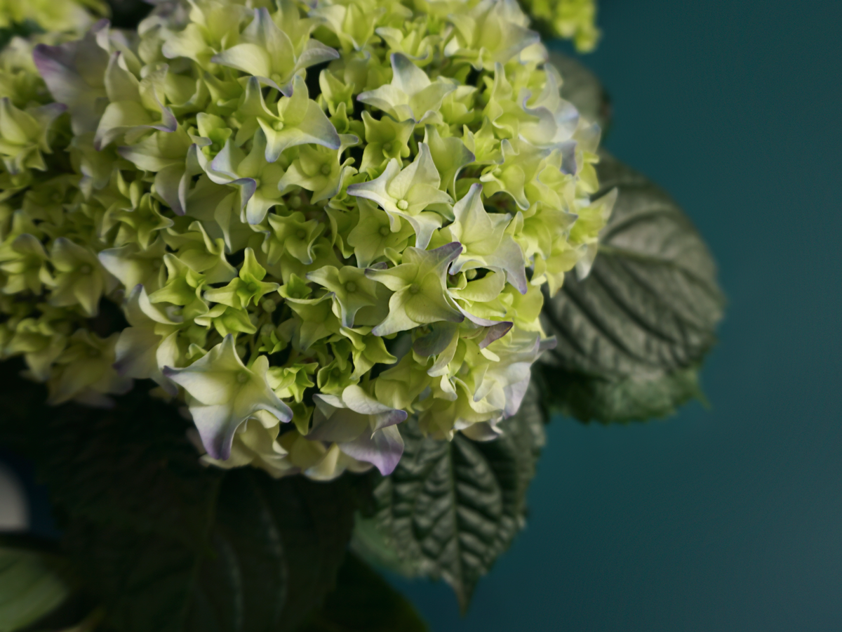 Hortenzija | Hydrangea |