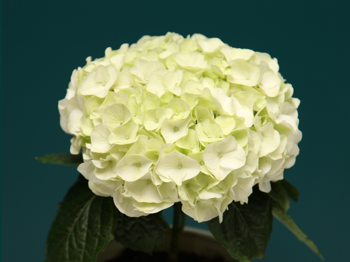 Hortenzija | Hydrangea |