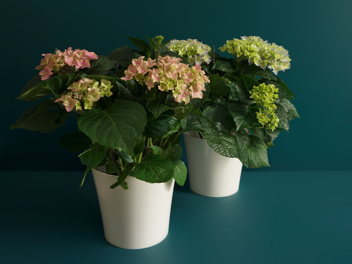 Hortenzija | Hydrangea |