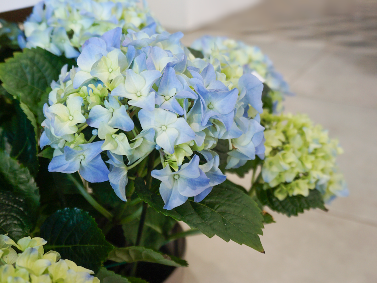 Hortenzija | Hydrangea |