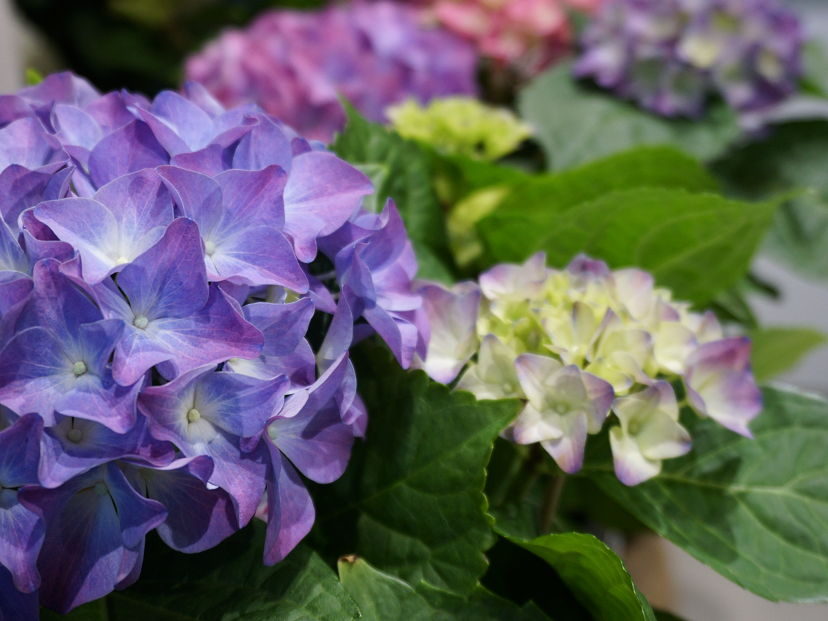 Hortenzija | Hydrangea |