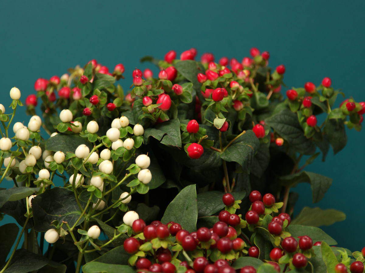 Dekoratīvā asinszāle | Hypericum |