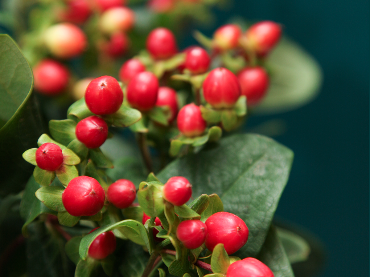 Dekoratīvā asinszāle | Hypericum |