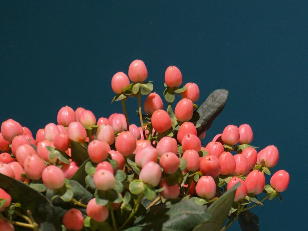 Dekoratīvā asinszāle | Hypericum |