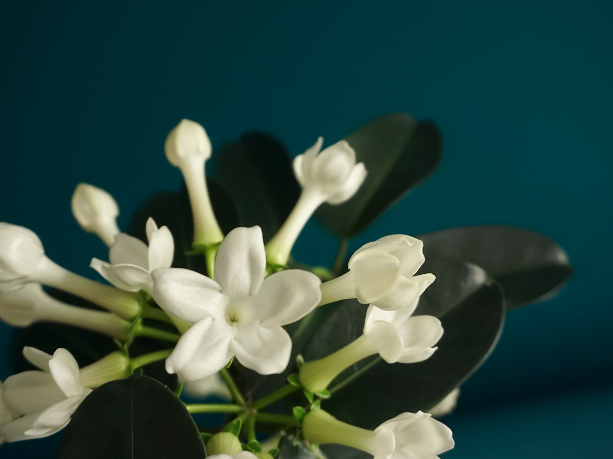 Madagaskaras jasmīns | Stephanotis floribunda |