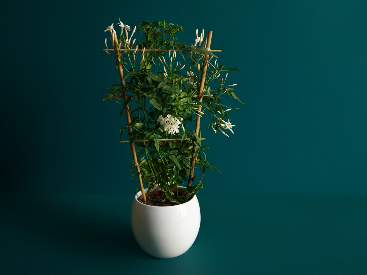 Jasmine Jasminum |