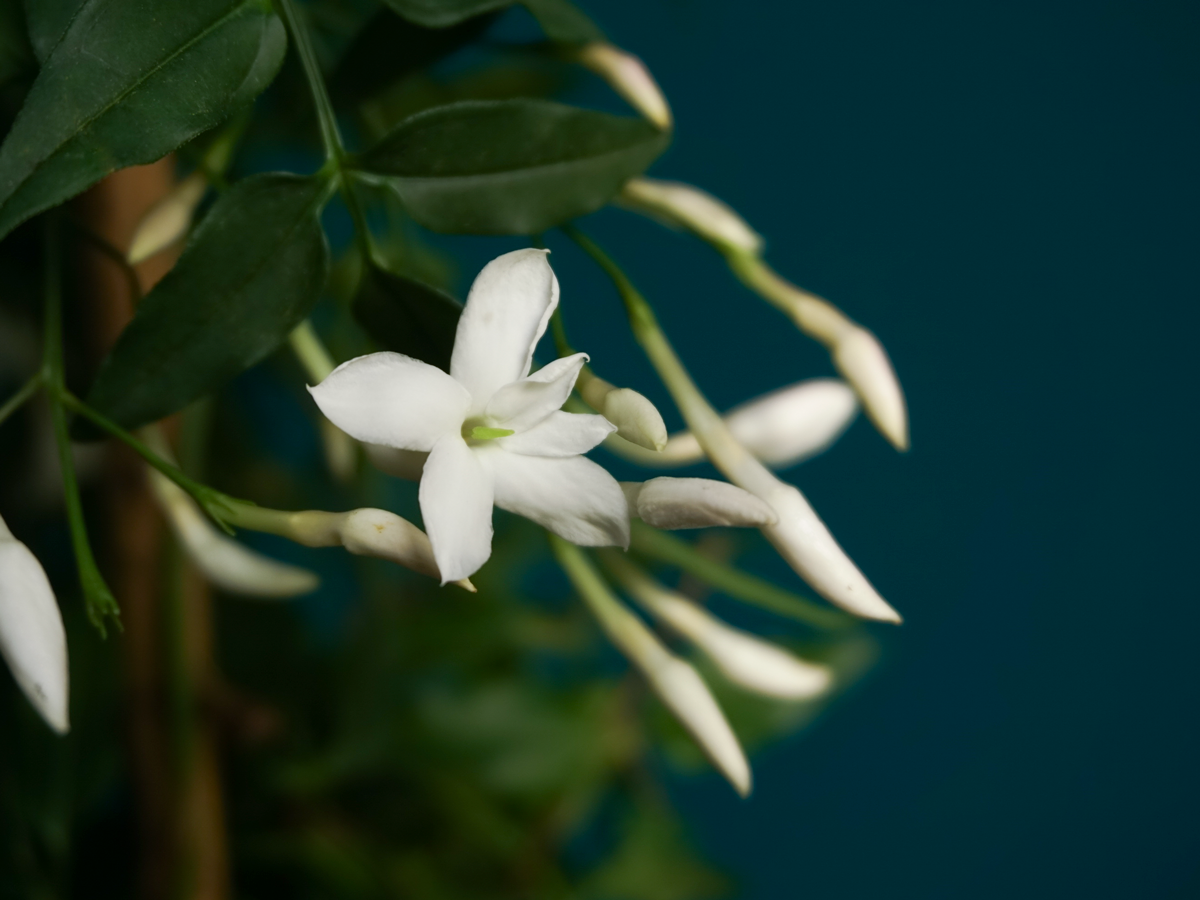 Jasmīns | Jasminum |