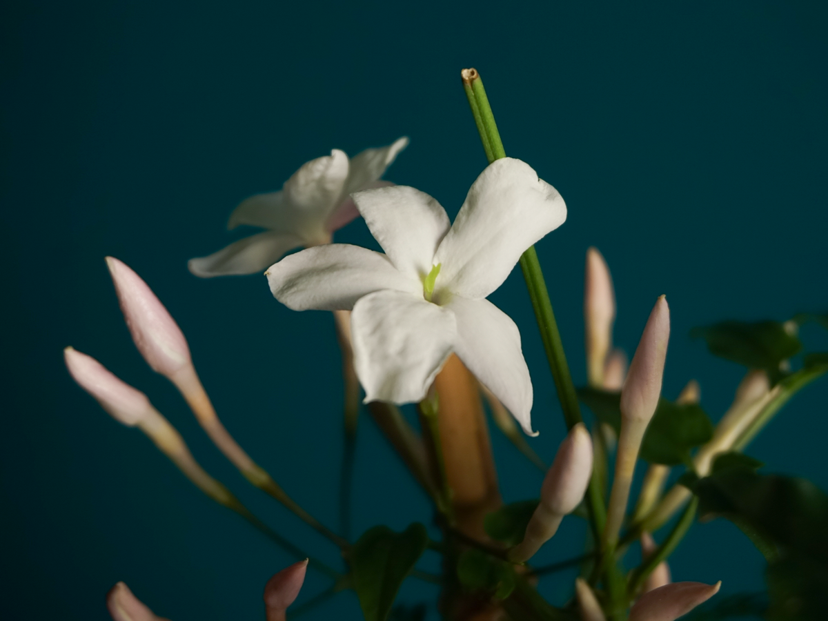 Jasmīns | Jasminum |