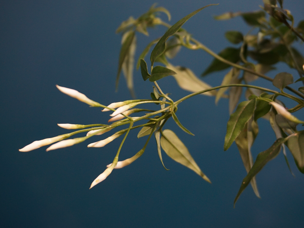 Jasmīns | Jasminum |