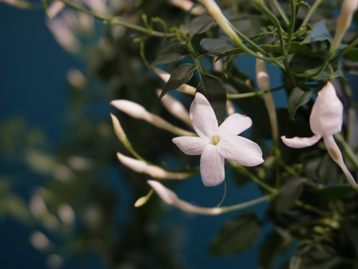 Jasmīns | Jasminum |